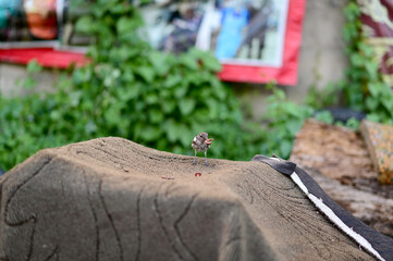 Closeup of Oriental Magpie Robin bird (Copsychus saularis) looking for food on tree with a natural...