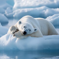 Fototapeta premium Arctic polar bear resting gently on melting ice floe with serene expression image
