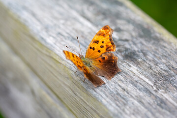 An eastern comma butterfly (polygonia comma) perched on the railing of a boardwalk along a hiking trail in Ontario.