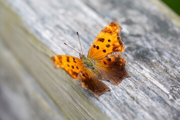 An eastern comma butterfly (polygonia comma) perched on the railing of a boardwalk along a hiking trail in Ontario.
