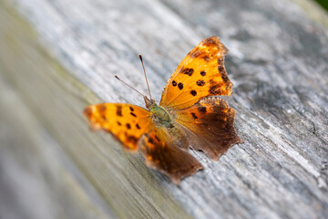An eastern comma butterfly (polygonia comma) perched on the railing of a boardwalk along a hiking trail in Ontario.