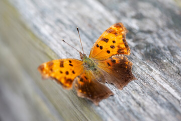 An eastern comma butterfly (polygonia comma) perched on the railing of a boardwalk along a hiking trail in Ontario.