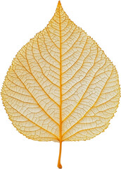 Yellow leaf with detailed veins on transparent background, nature and texture concept