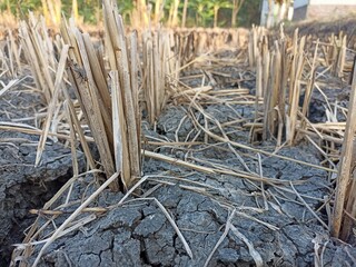 Rice straw in newly harvested rice fields. Rice plant stumps in dry rice fields.