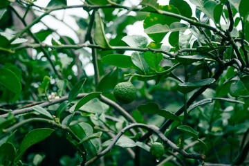 Kaffir lime fruits and leaves are often used as a complement to cooking ingredients and herbal remedies because of their high and diverse organic content.