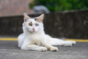 Stray cat lying on the street