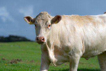 Fototapeta premium Dairy cows. Cattle in grass field. Cow in grassy pasture. Cattle cow grazing on farmland.