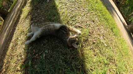 Cat lying on its back in the grass, playfully biting at a dragonfly, enjoying a sunny day in a park, with shadows casting a dynamic contrast on the ground.