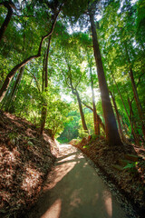 緑の木々に朝日の差し込む林道