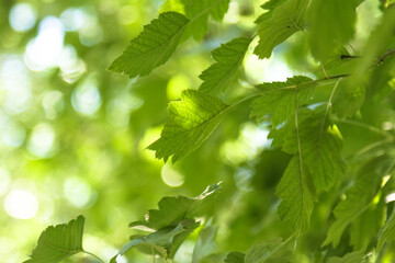 green leaves in sunlight