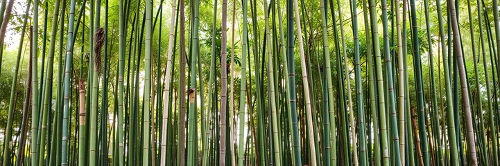 Fototapeta premium Bamboo grove in a forest setting with a few trees surrounding the stalks, foliage, natural, trees