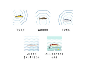 Set of editable fish vector templates.	