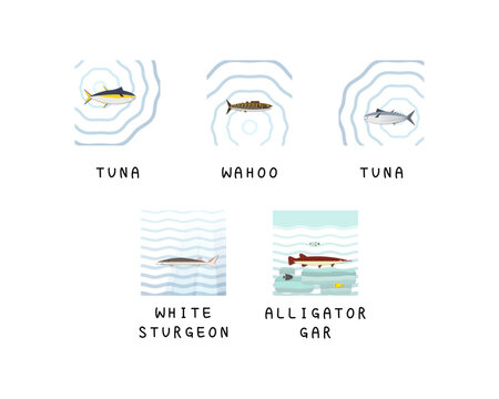 Set of editable fish vector templates.	