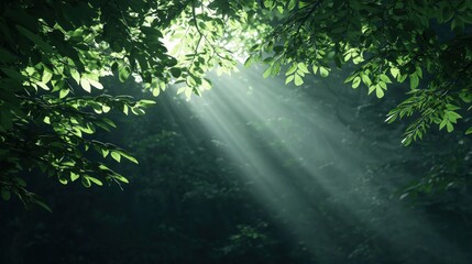 Obraz premium Sunbeams Through Lush Green Forest Canopy Nature Background