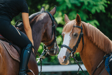 Close-up of two horses with riders in an outdoor setting on a sunny day. One horse is looking...