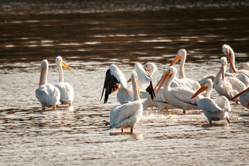 pelican, birds, flow, feather, fly, bird, pelicans, beach