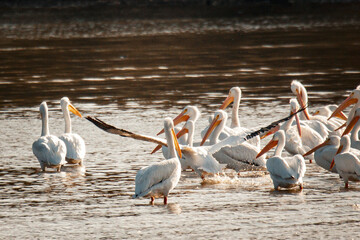pelican, birds, flow, feather, fly, bird, pelicans, beach