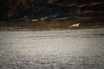 Naklejka premium pelican, birds, flow, feather, fly, bird, pelicans, beach