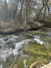 stream in the forest