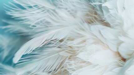 Obraz premium A close-up view showcases the soft white feathers, highlighting their intricate details and textures in a tranquil and luminous setting