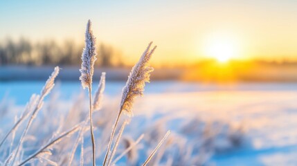 Fototapeta premium Delicate frost blankets the reeds as the sun rises, casting a warm light across the tranquil winter scene