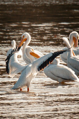 pelican, birds, flow, feather, fly, bird, pelicans, beach