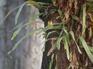 Mistletoe on a tree trunk.