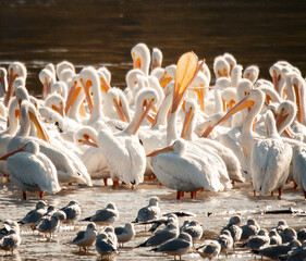 pelican, birds, flow, feather, fly, bird, pelicans, beach