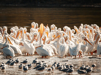 pelican, birds, flow, feather, fly, bird, pelicans, beach