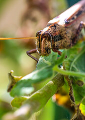 Hungry Grasshopper