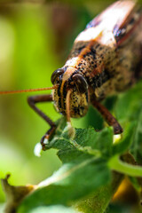 Hungry Grasshopper