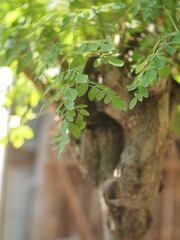 Moringa or Moringa oleifera leaves are often used for traditional herbal medicine. Moringa oleifera plant