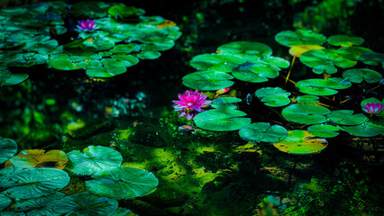 Water Lily
