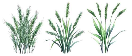 Three different types of green plants are shown in a row. transparent background