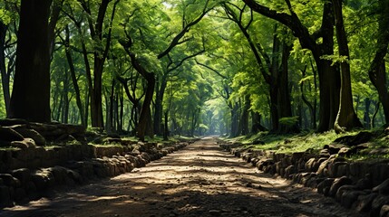 Fototapeta premium trees in the forest 