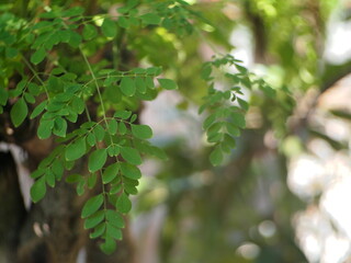 Moringa or Moringa oleifera leaves are often used for traditional herbal medicine. Moringa oleifera plant