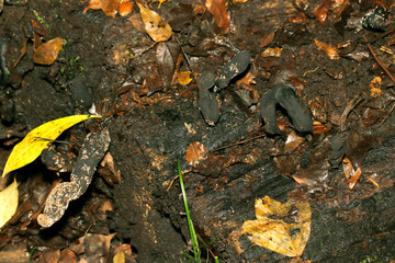 多湿な香油尾樹林の朽木に生きる黒いキノコ「マメザヤタケ」（ストロボ＋マクロ撮影）