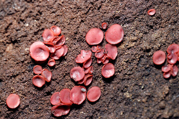 ピンクの小さなボタン型、ムラサキゴムタケの群生（自然光＋ストロボ、マクロ接写）