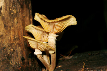 立木に群生するぬめり艶のある大きなナラタケのヒダと柄（自然光+ストロボ・マクロ接写）