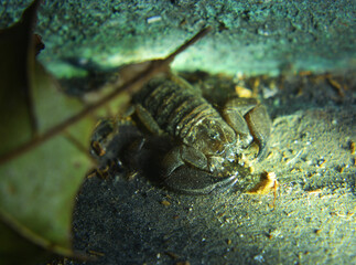 Scorpions have deadly poison. Some of the deadliest types of scorpions according to research are in Africa.