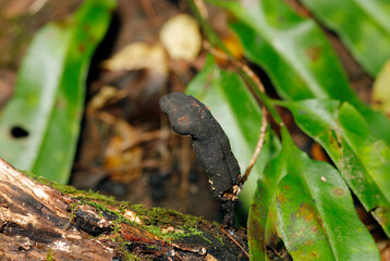 苔も密生する倒木に立つ異様で真っ黒なマメザヤタケ（自然光+ストロボ・マクロ接写）
