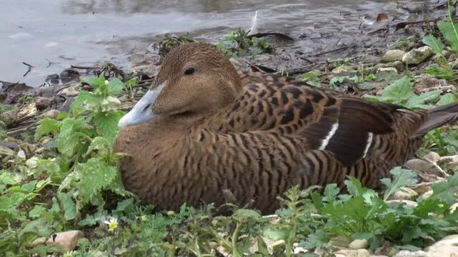 A female Eider Duck, Somateria mollissima, Autumn. UK