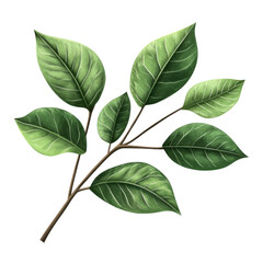 Obraz premium Green leaves isolated on transparent background. Realistic vector illustration for your design.