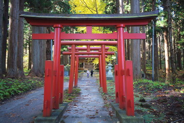 神社の鳥居をくぐってお参りをする女性二人