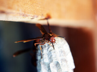 Vespa wasps are familiar with the lives of tropical communities, there are at least three types, namely: Vespa Affinis, Vespa Tropica and Vespa Orientalis.