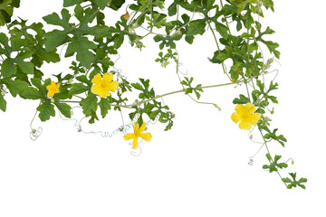 Bitter gourd with yellow flower bloom in garden isolated on white background included clipping path.