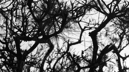 A detailed macro shot of a vibrant green plant, showcasing the intricate details of its leaves and veins.