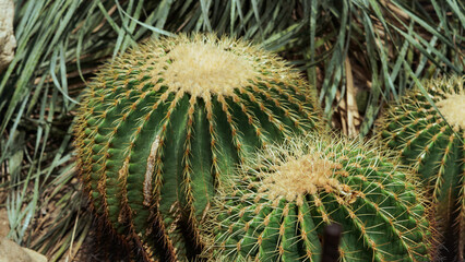 The ball cactus with its sharp spines and fine hairs creates an interesting contrast. This macro photo highlights the textured details of this desert plant.