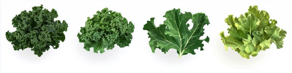 A variety of fresh, vibrant lettuce leaves arranged side by side, showcasing different shapes and textures.