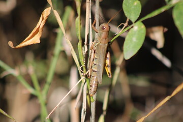Bug in the wood